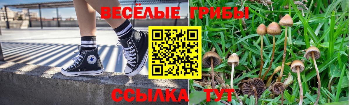 Камень-на-Оби  Галлюциногенные грибы GOLDEN TEACHER  Вход с VPN 